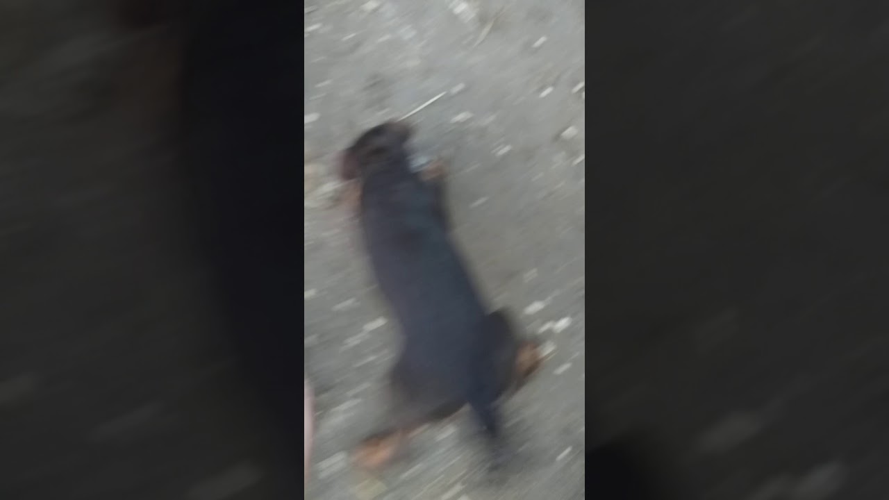 Jagdterrier  vs rat