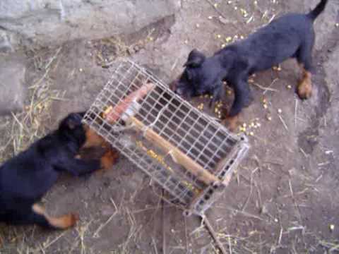Jagdterrier 3 luni,Ega