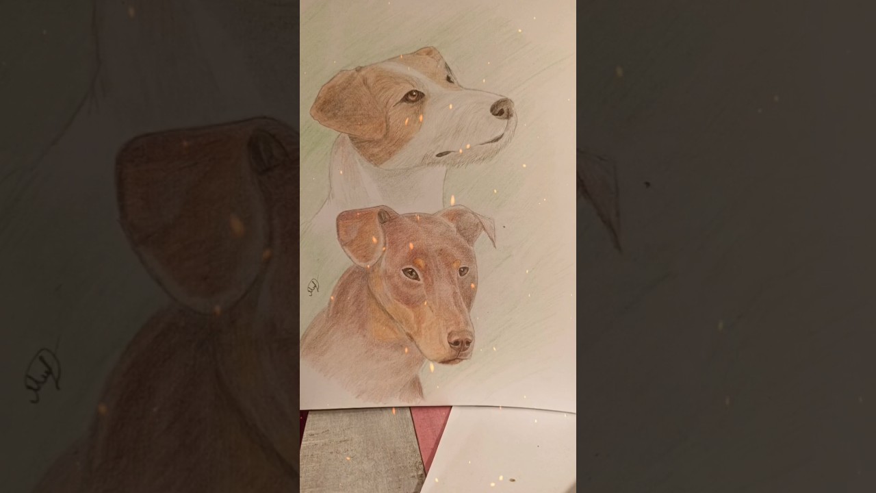 Jagdterrier and Jack Russell terrier. #shortsclip #drawing #trending #jagdterrier #terrier #china