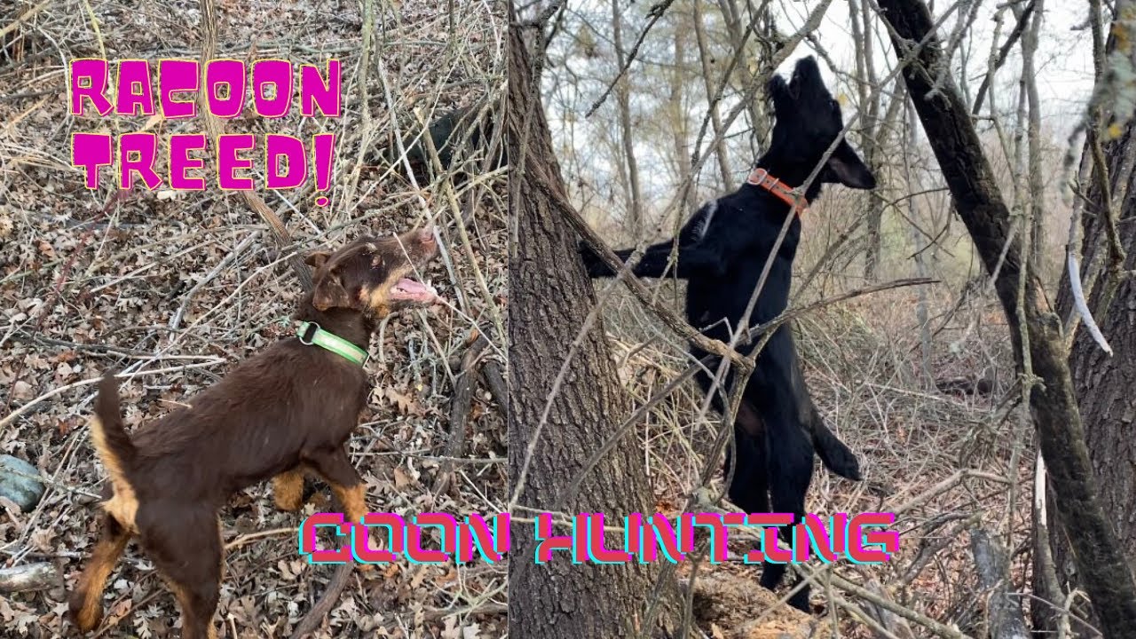 Jagdterrier and Jagd/DD COON HUNT