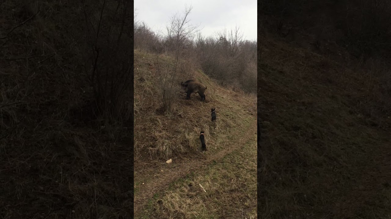 Jagdterrier and wild boar