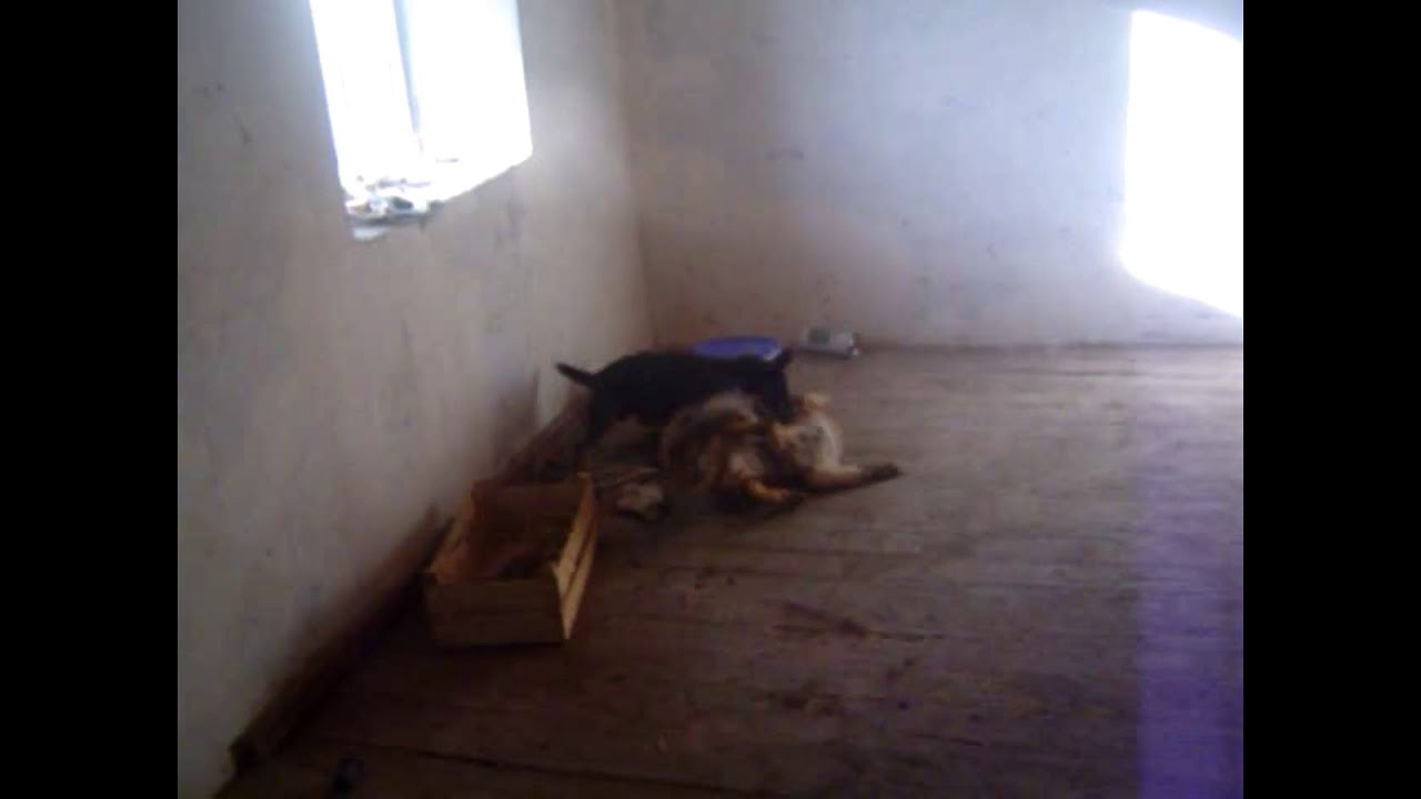 Jagdterrier Best_Beneton vs fox