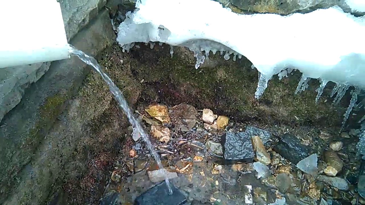 Jagdterrier e primavera in Russia