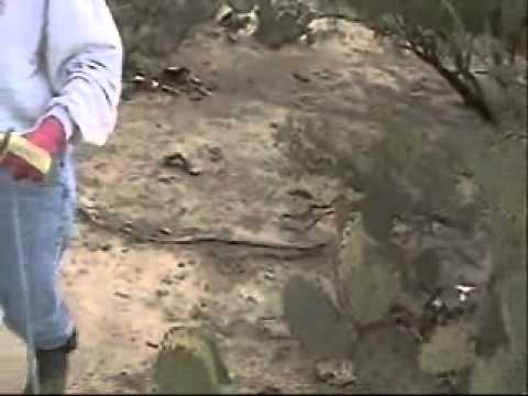 Jagdterrier Effie S. Texas deer tracks 10-26-11