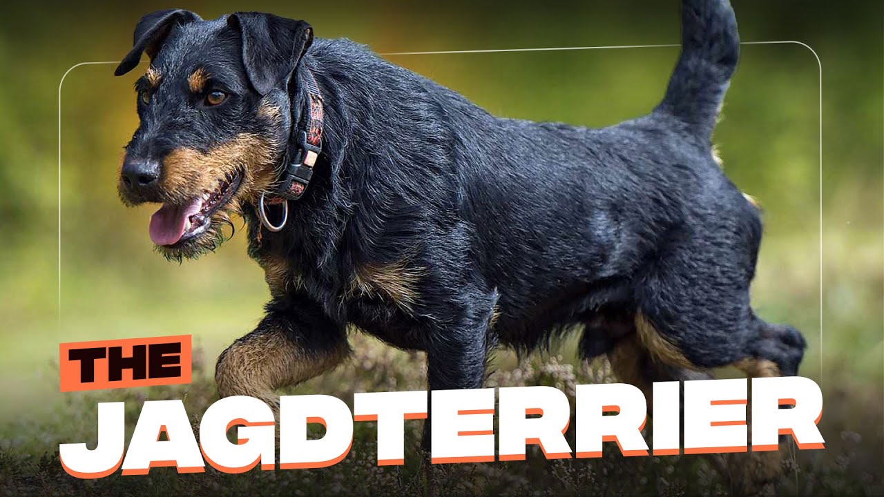 Jagdterrier: Everything You Need To Know About This Fairly New German purebred
