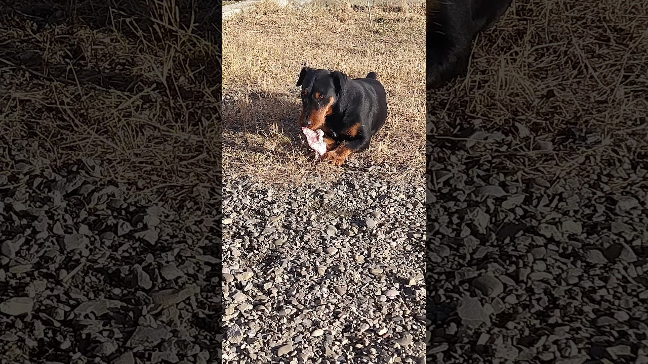 jagdterrier georgia