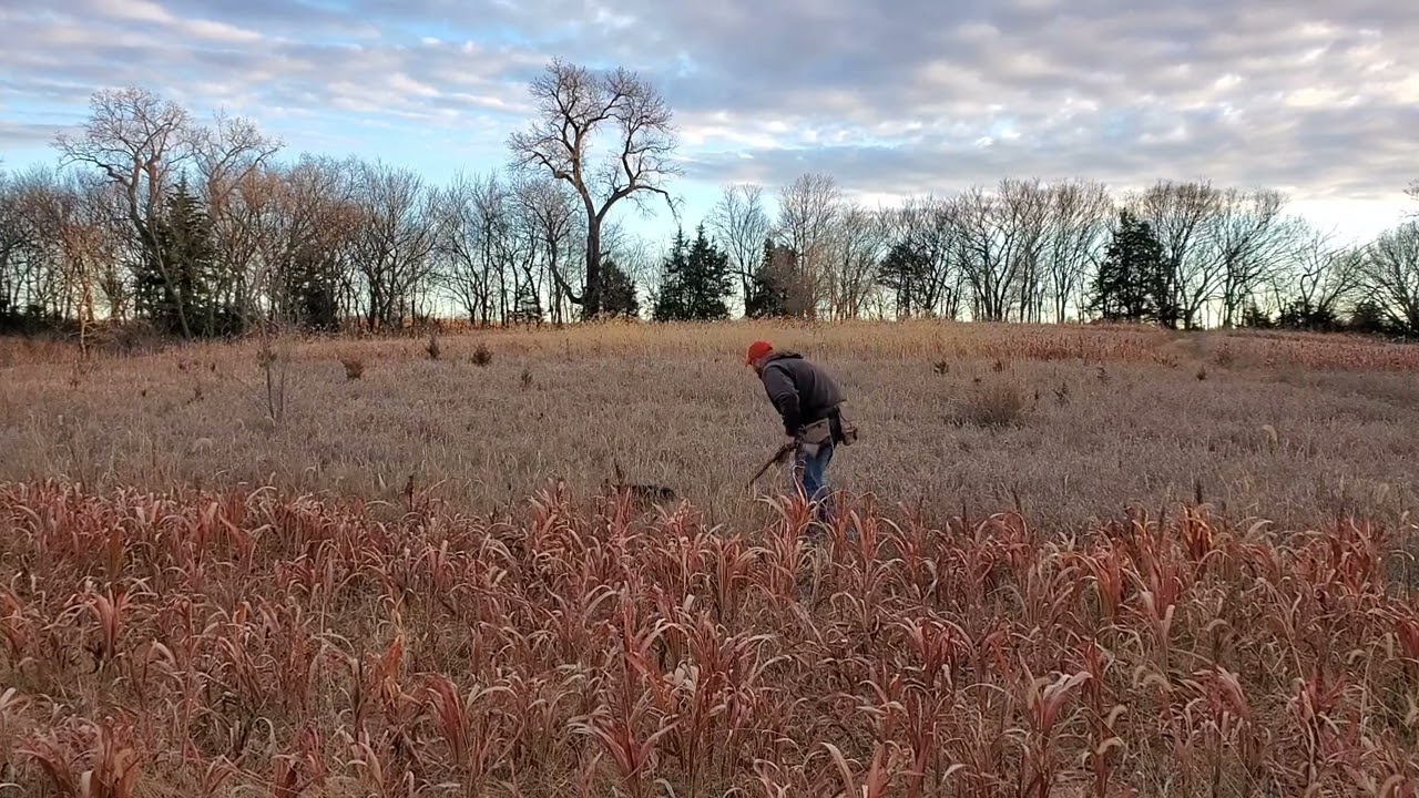 Jagdterrier Hazel bird training