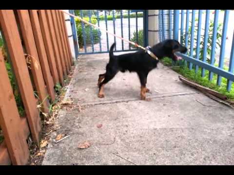jagdterrier kasper barking