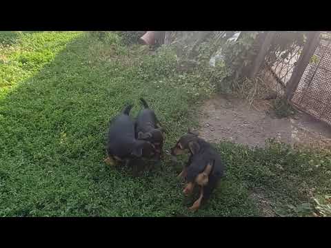 Jagdterrier kölykök játszanak