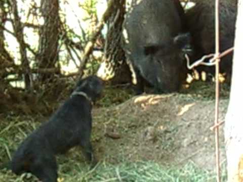 jagDterrier Kosova 1