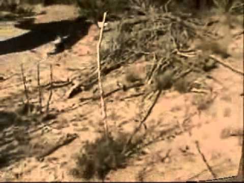 Jagdterrier Luco finds S. Texas Buck 12-28-2011.wmv