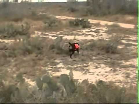 Jagdterrier Luco tracking Hog