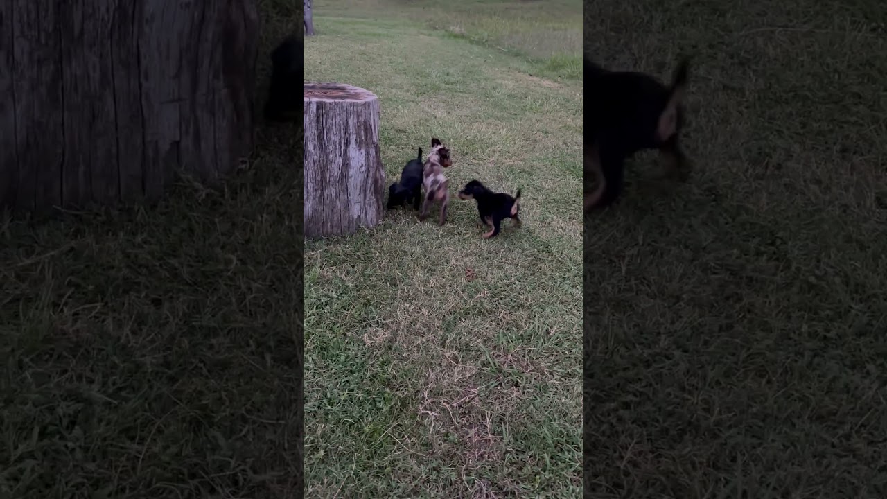 JAGDTERRIER MINIATURE AUSSIE CROSS PUPPIES