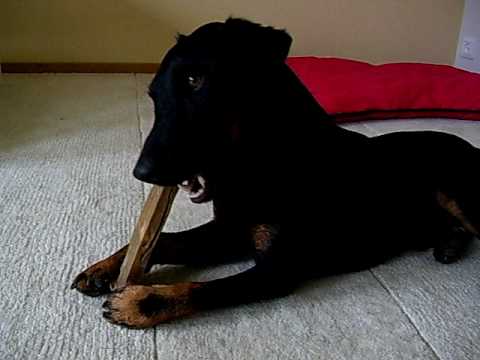 Jagdterrier Orm 21mdr hjemme