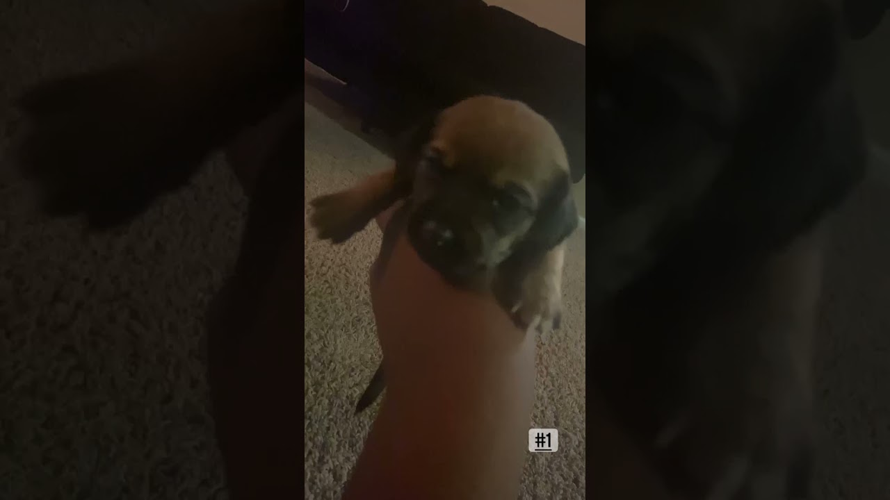 Jagdterrier Puppies