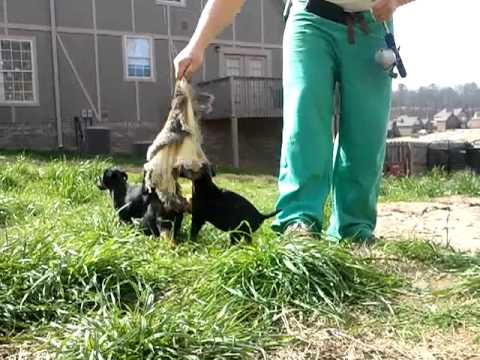Jagdterrier Puppies off Taz on a Rabbit Fur