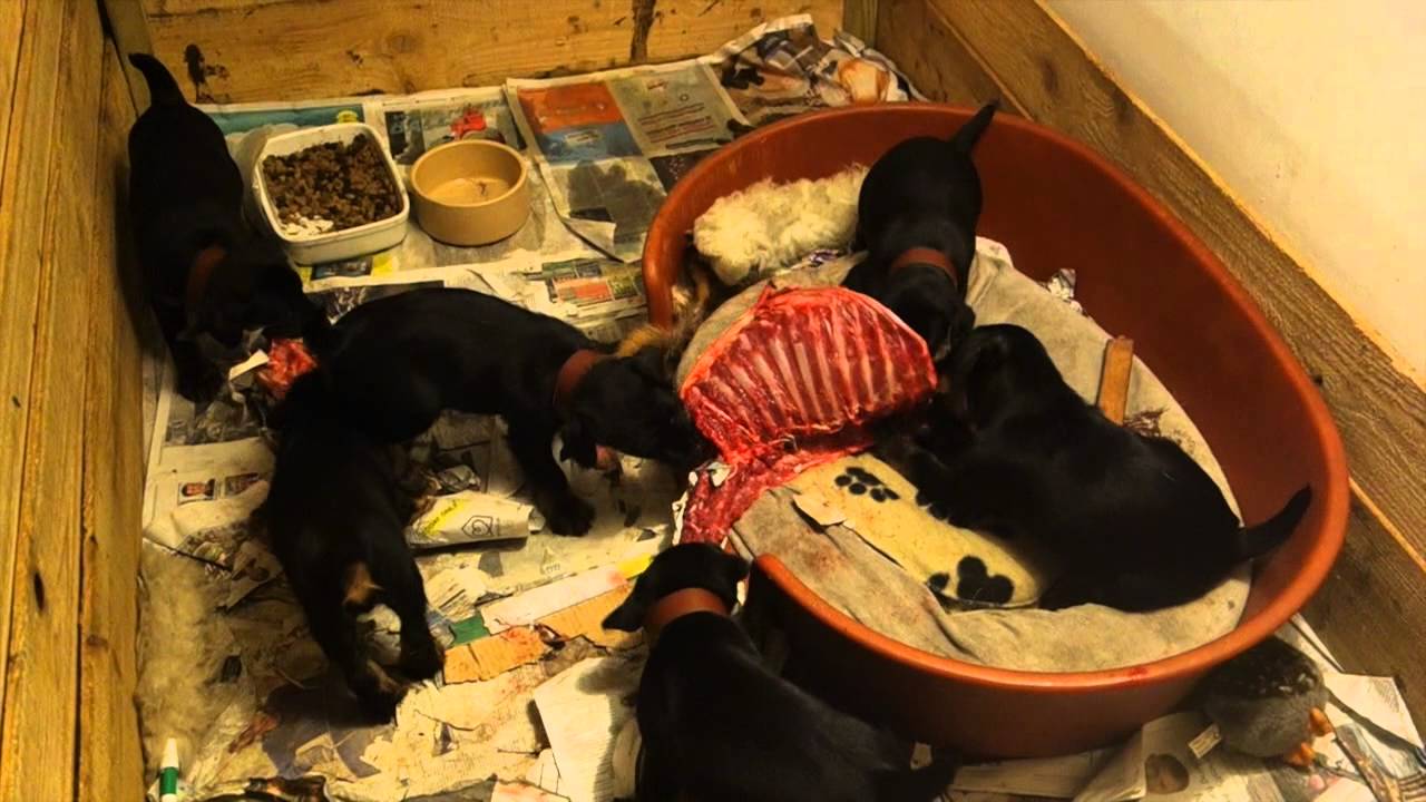 Jagdterrier puppies rib cage
