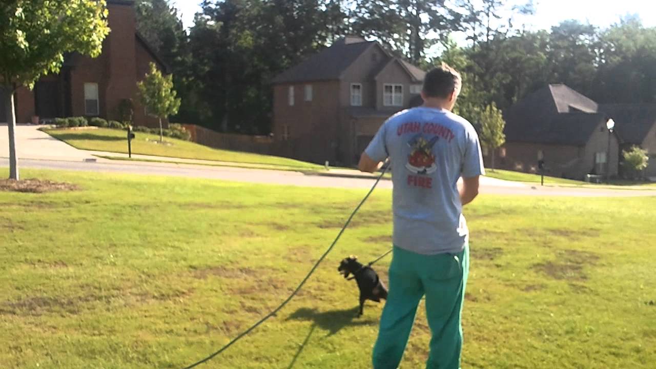 Jagdterrier Puppy Blood Tracking