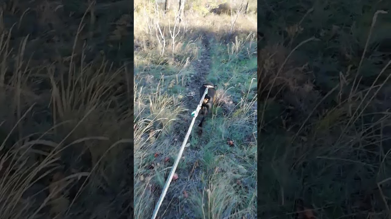 Jagdterrier small game hanting