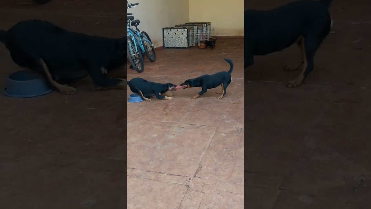 Jagdterrier testando a boca