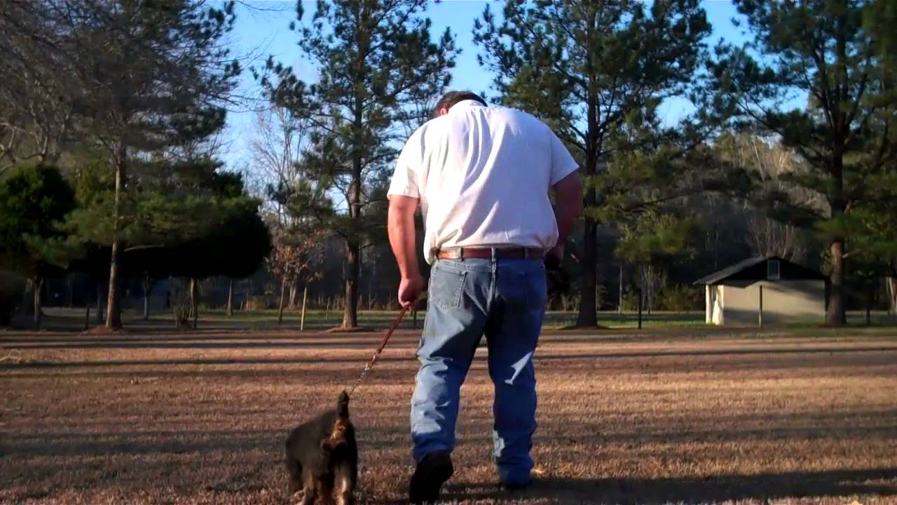 Jagdterrier Training (KATO)