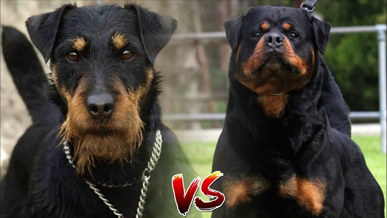 Jagdterrier VS Rottweiler who will win?