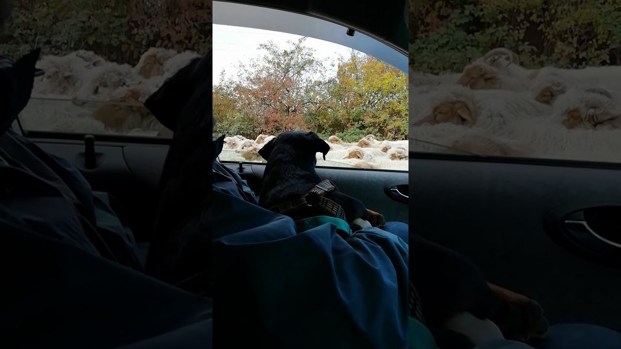 Jagdterrier Yaki .
