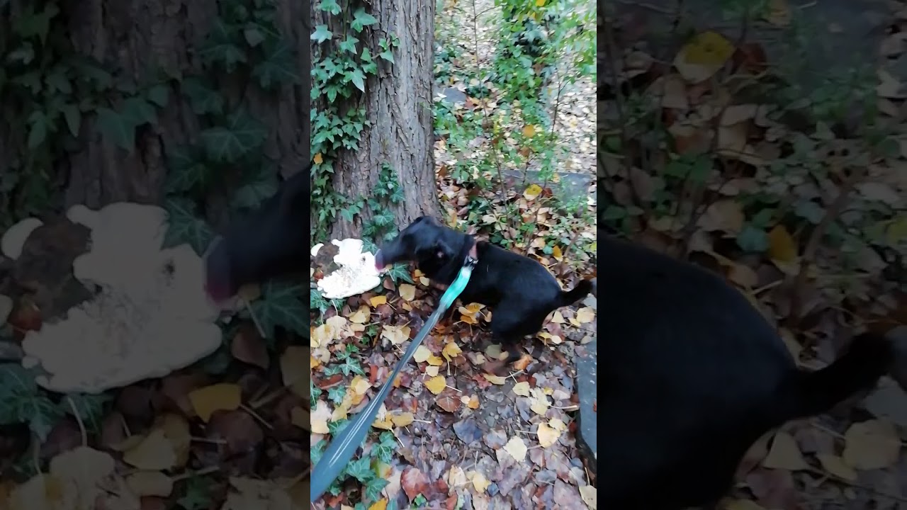 Jagdterrier Yaki in the forrest