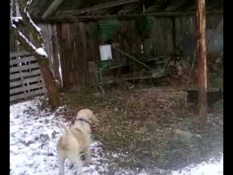 jagdterrier&griffon vs mistret2