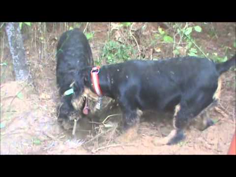 Jagdterriers Luco and Effie going to ground after a ?