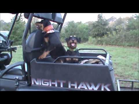 Jagdterriers Luco and Effie riding in to hunt