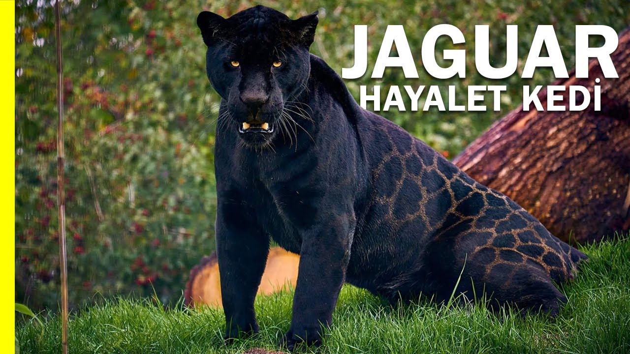 Jaguar: Ghost Cat