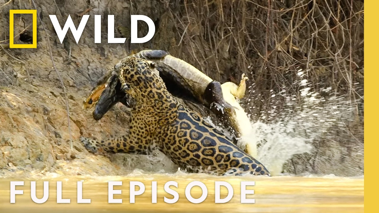 Jaguar vs. Caiman | SPECIAL | Nat Geo Animals