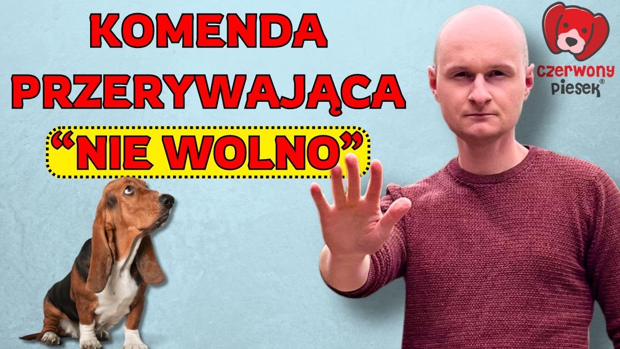 Jak nauczyć psa komendy nie wolno, zostaw, NIE? 4 etapy krok po kroku