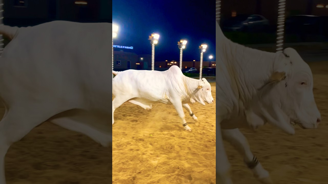 Jameel Memon Mandi 2025 | Multan Mandi Latest Updates | Cow Mandi 2025#shorts #cowvideos @ARMaani7