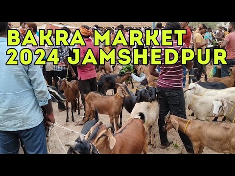 Jamshedpur Bakra Mandi Sabse Bada Bakra | #bakramandi #bakraeid #eiduladha #jamshedpur #bakraeid2024