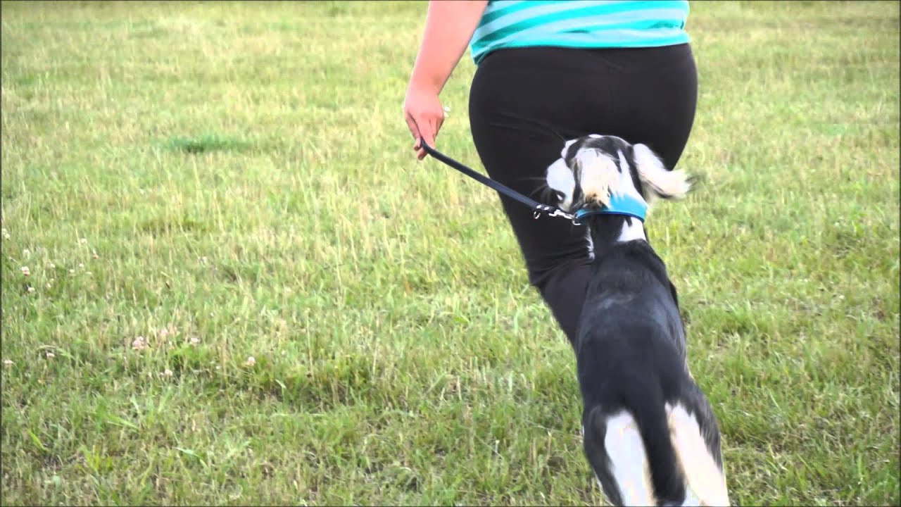 Janani Showtraining
