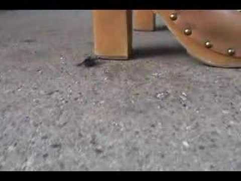 Janie heel stomping 15