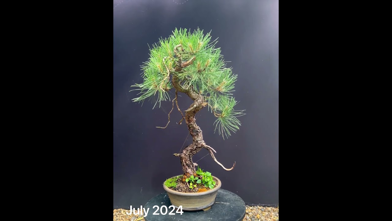 Japanese Black Pine Bonsai in just 4 years #bonsai #pine #garden #bonsaistyling