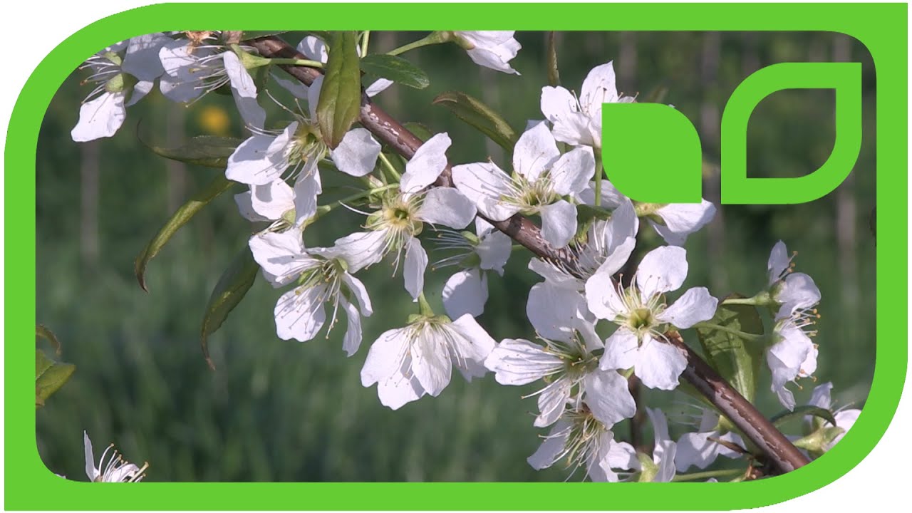 Japanese plums (Prunus salicina)