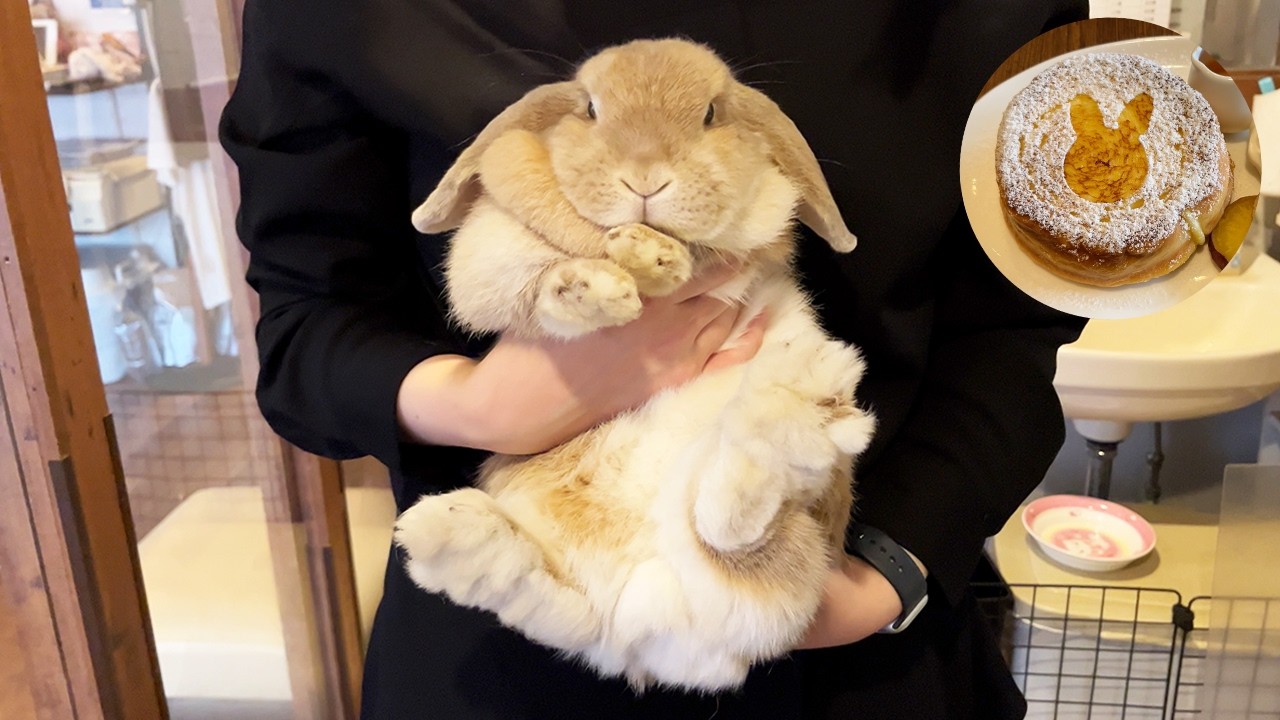 Japan’s Cutest Bunny Cafes! Visiting Two Popular Spots in Tokyo🐰