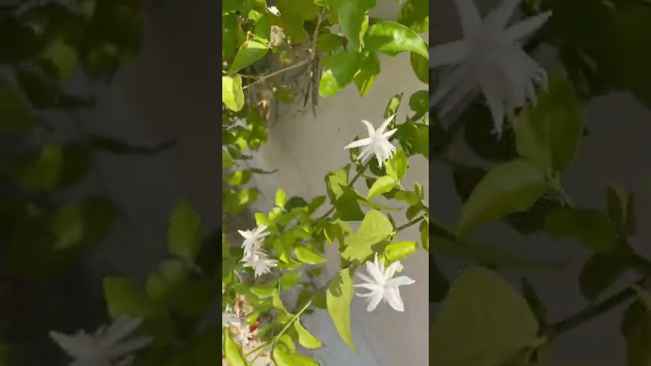 Jasmine summer.
