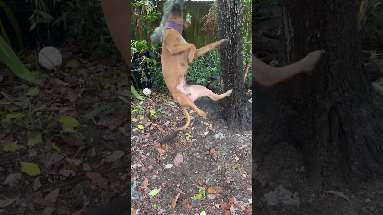 ‼️JASMINE WORKING THE SPRING POLE #springpoledogs
