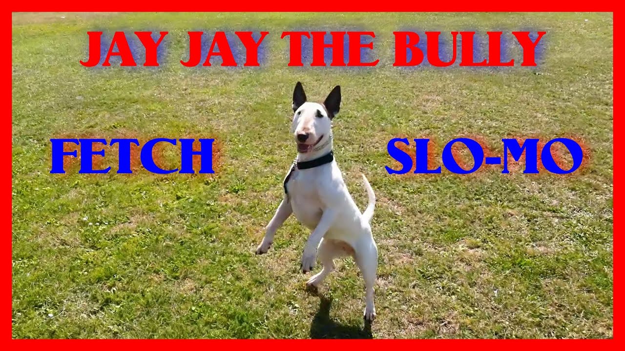 Jay Jay The Bull Terrier - FETCH - SLO-MO
