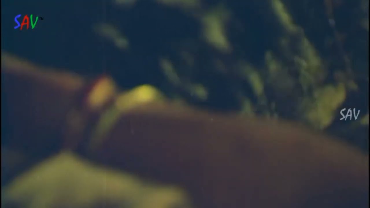 Jayabharathi hot