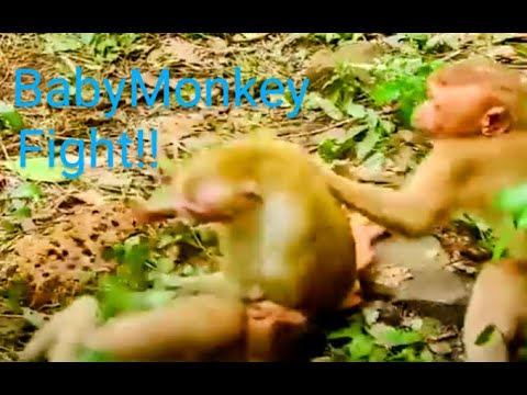 Jealous, Mentally Unstable Tiny MONKEYS Attack Weak Baby MONKEY
