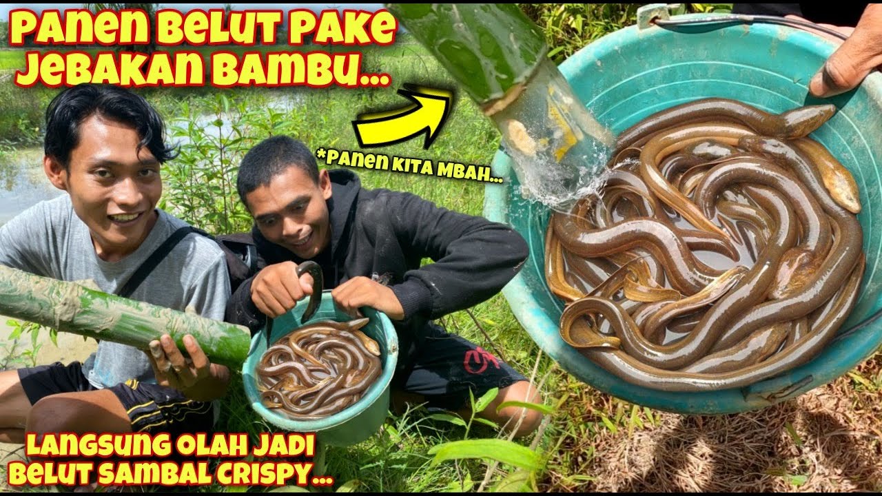 JEBAK BELUT PAKAI BAMBU WAJIB PANEN & KAMI OLAH LANGSUNG DI SAWAH