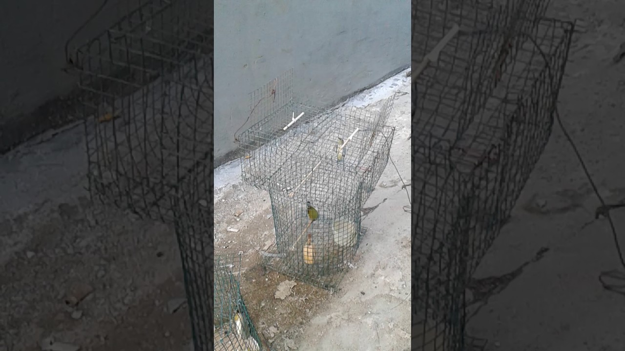 Jebak pleci canggih