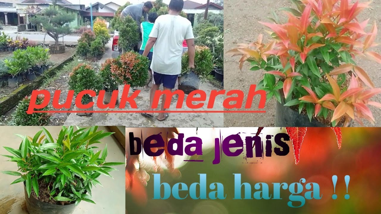 jenis-jenis pucuk merah dan harganya