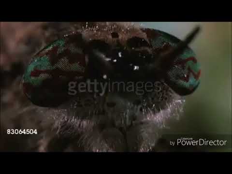 Jenny Wakeman's Reaction To Wormy!